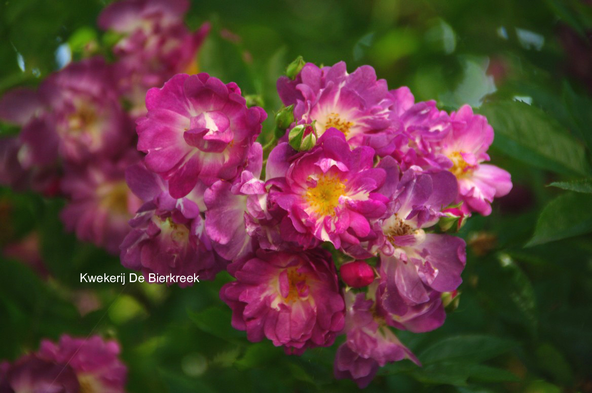 Rosa 'Veilchenblau'