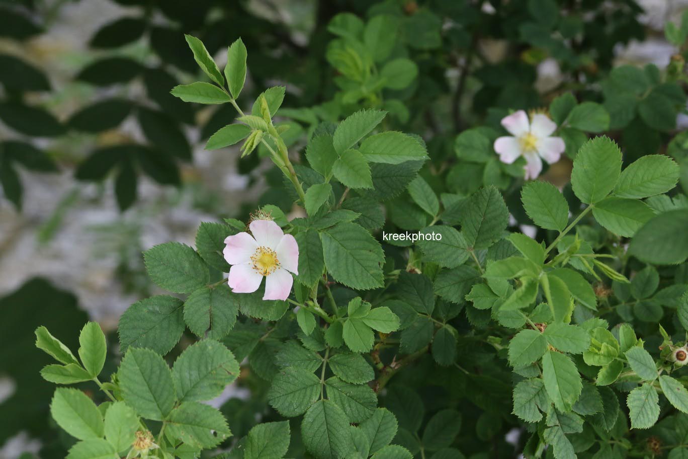 Rosa canina