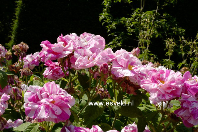 Rosa gallica 'Versicolor'