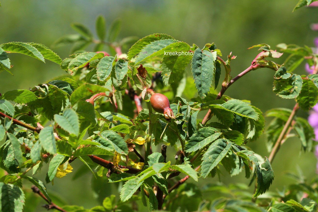 Rosa pendulina