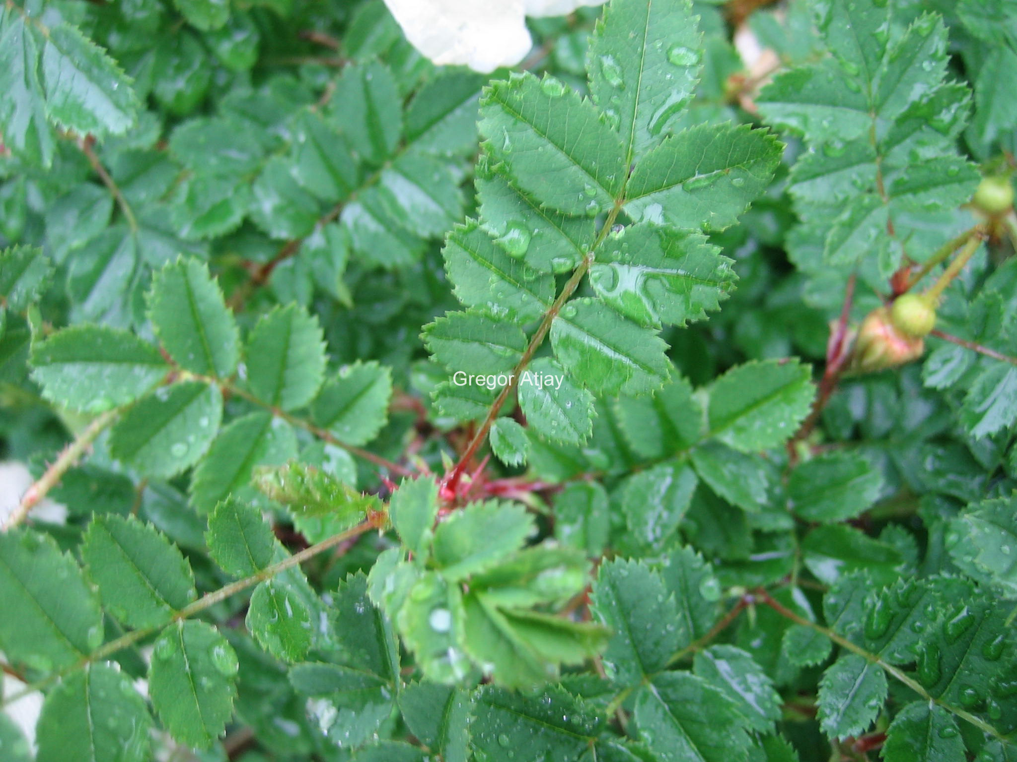 Rosa pimpinellifolia