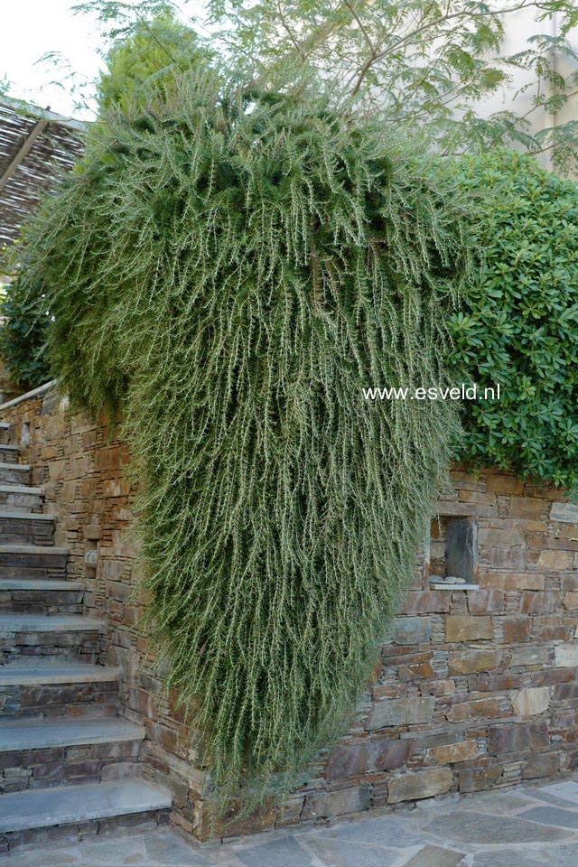 Rosmarinus officinalis 'Capri'