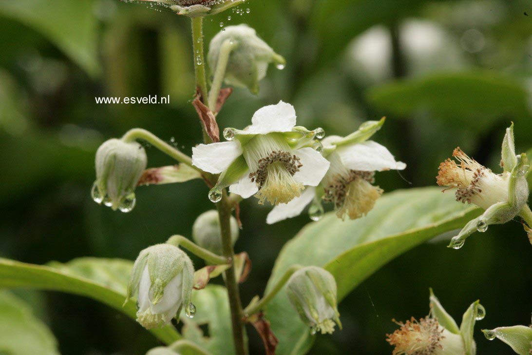 Rubus acuminatus