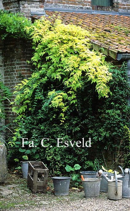 Rubus cockburnianus 'Wyego' (GOLDEN VALE)