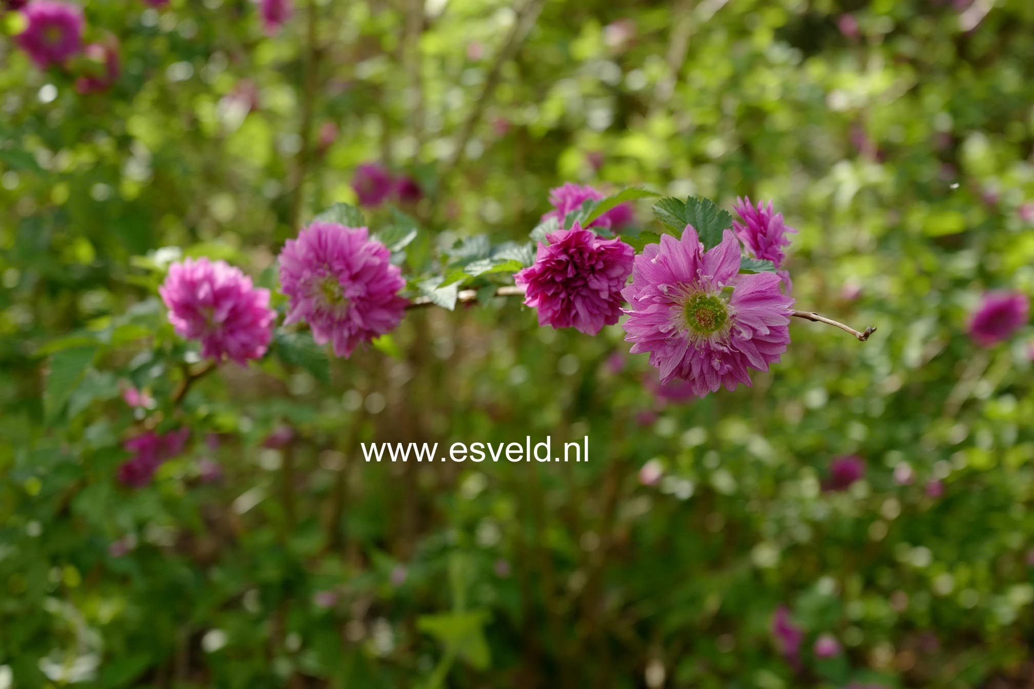 Rubus spectabilis 'Olympic Double'