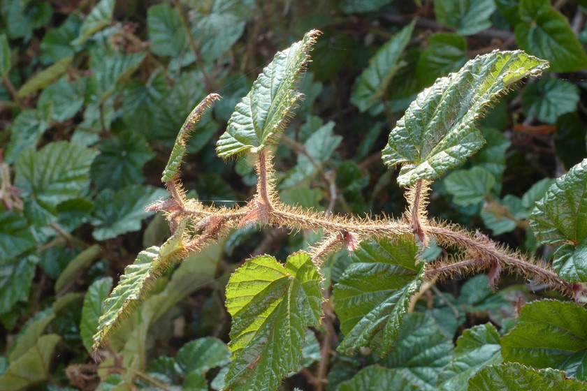Rubus tricolor