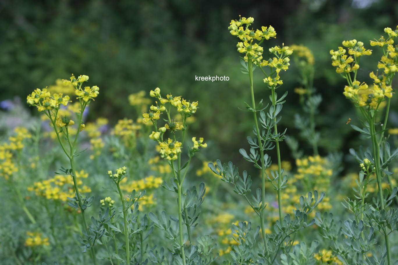 Ruta graveolens