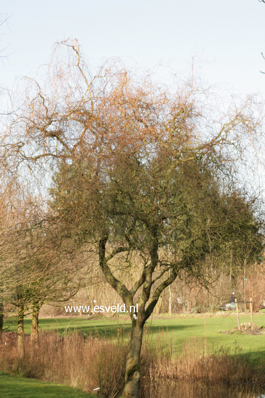 Salix 'Erythroflexuosa'