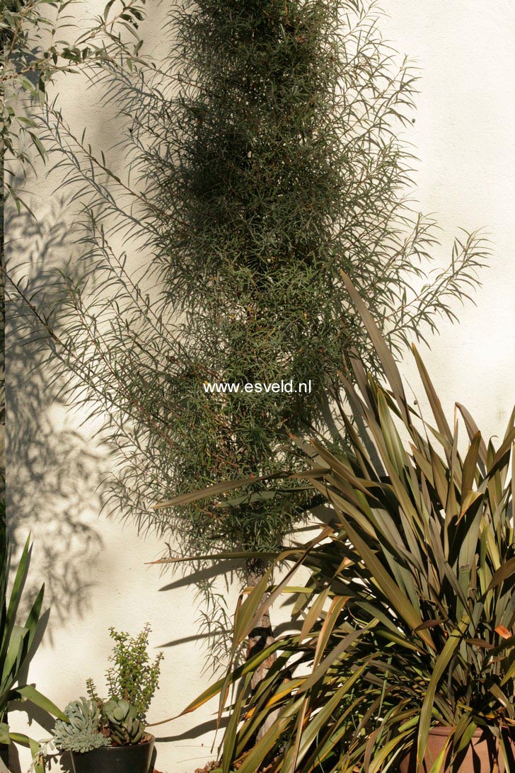 Salix elaeagnos