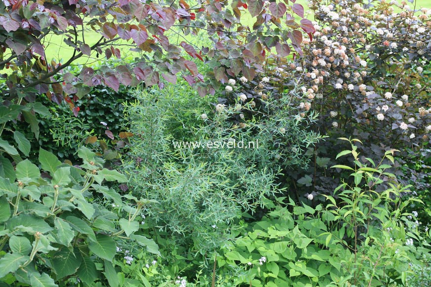 Salix purpurea 'Nancy Saunders'