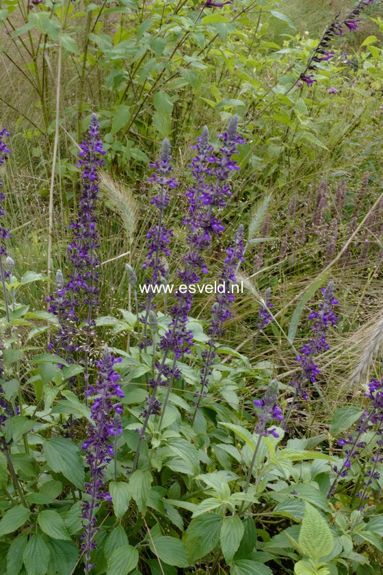 Salvia 'Balsalmisp' (MYSTIC SPIRES BLUE)
