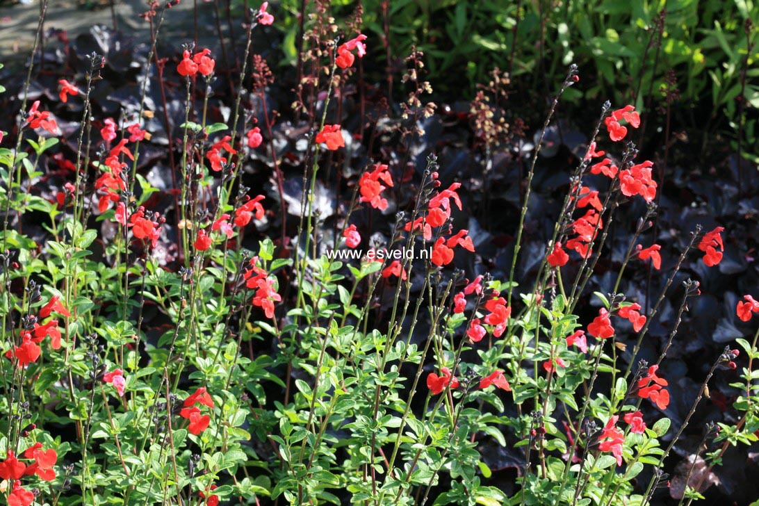 Salvia 'Royal Bumble'