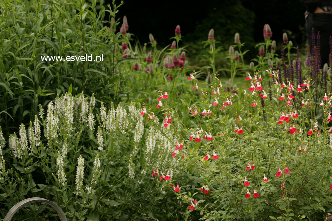 Salvia microphylla 'Hot Lips'