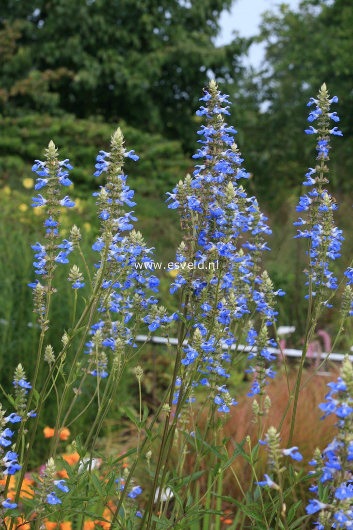 Salvia uliginosa