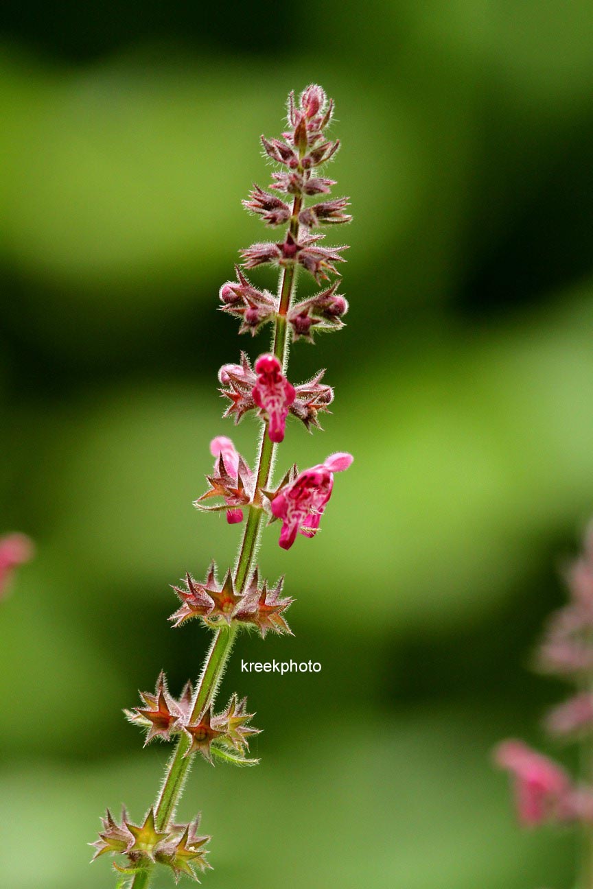 Salvia verticillata