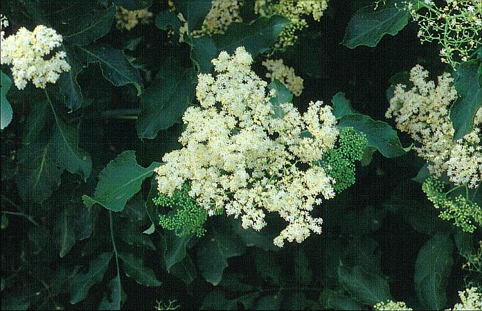 Sambucus caerulea