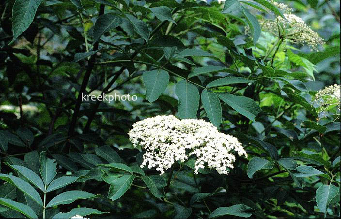 Sambucus canadensis