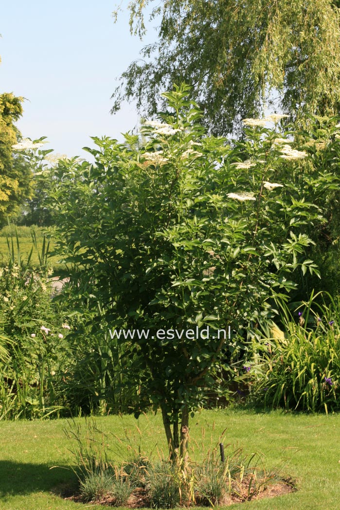 Sambucus nigra