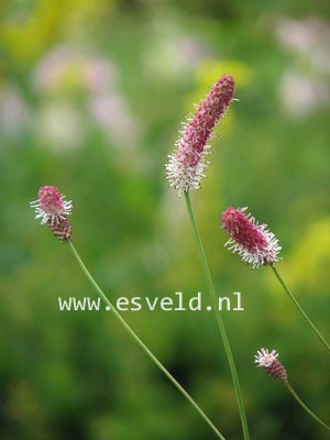 Sanguisorba officinalis 'Pink Tanna'