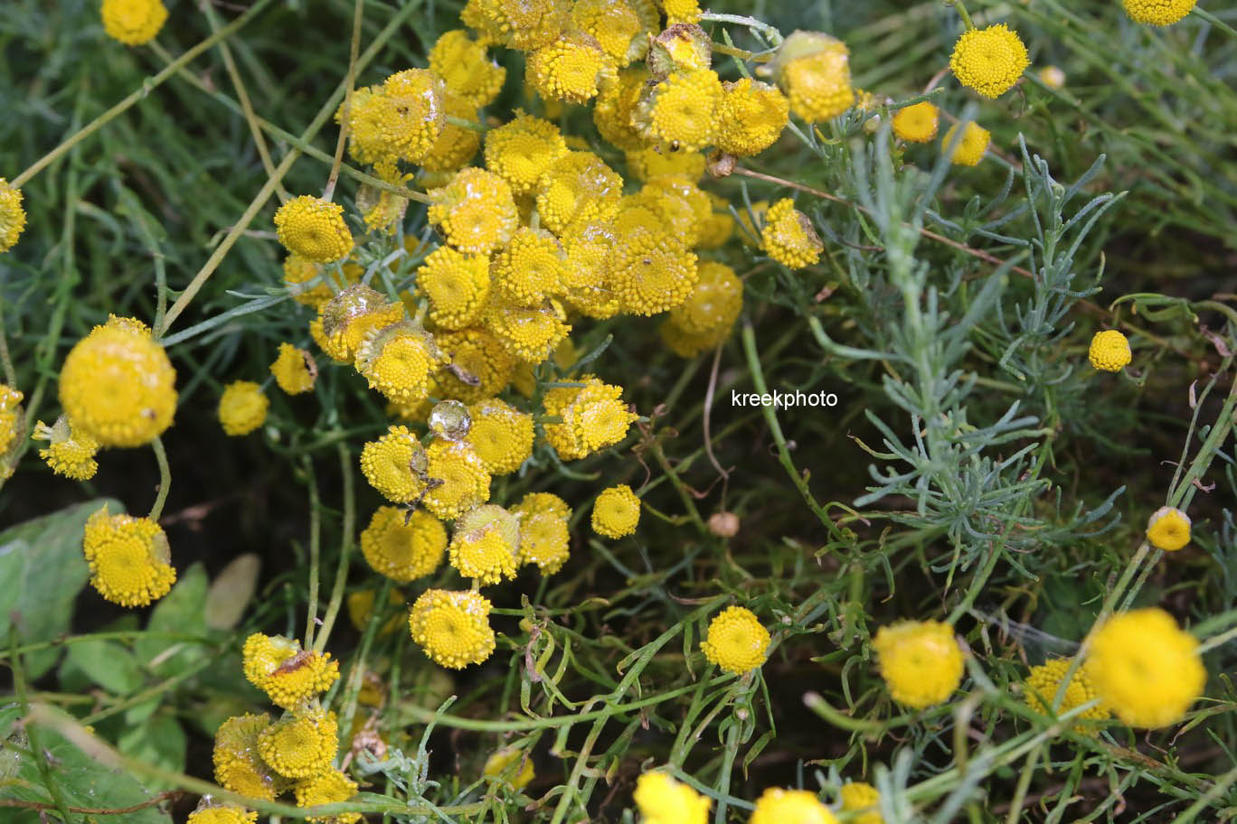 Santolina rosmarinifolia