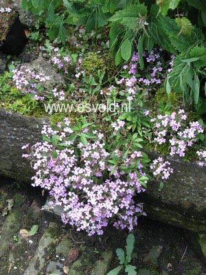 Saponaria ocymoides