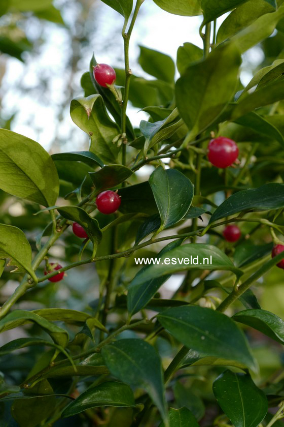 Sarcococca ruscifolia chinensis