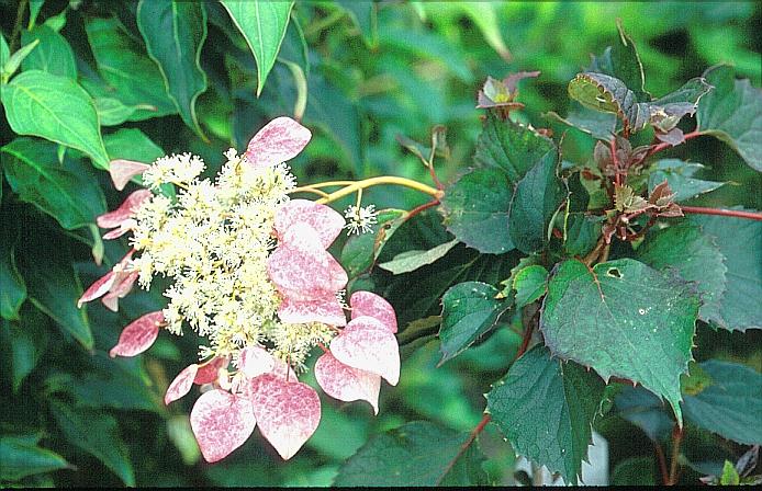 Schizophragma hydrangeoides 'Roseum'