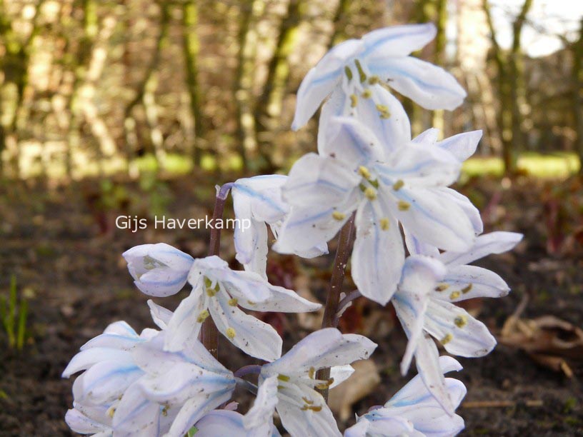 Scilla mischtschenkoana