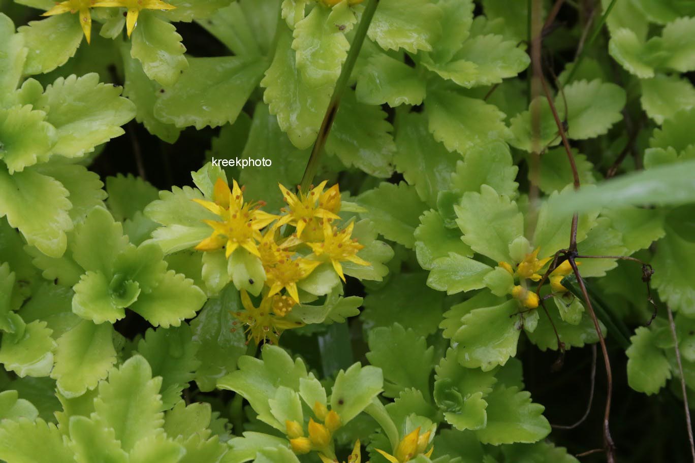 Sedum kamtschaticum