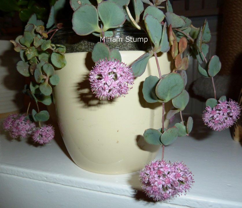 Sedum sieboldii