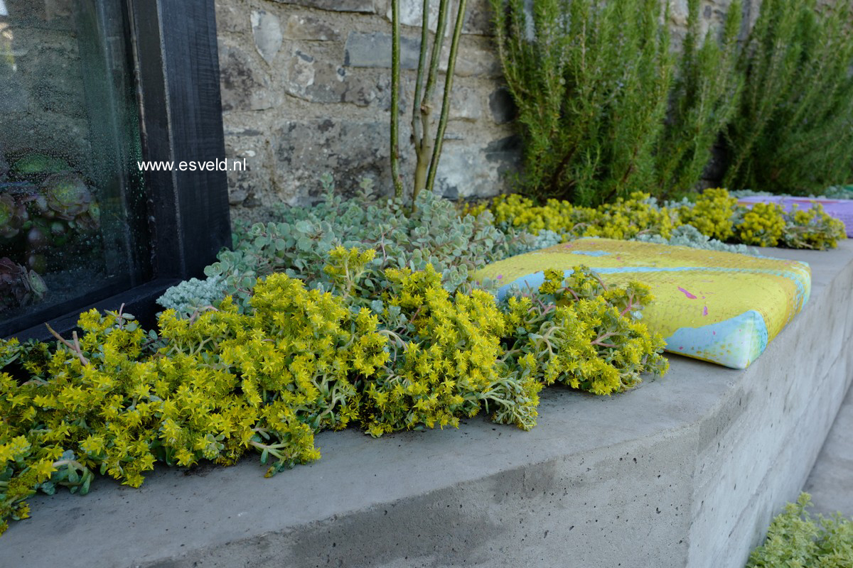 Sedum spathulifolium 'Cape Blanco'