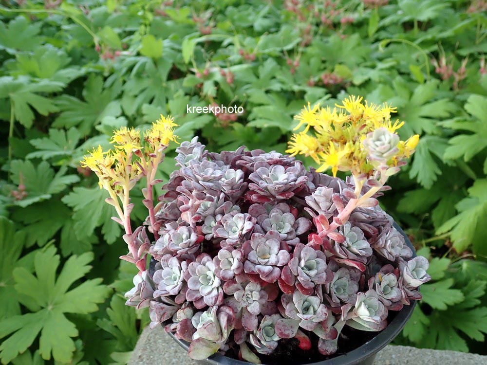 Sedum spathulifolium 'Purpureum'
