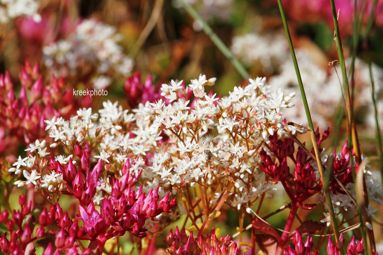 Sedum spurium