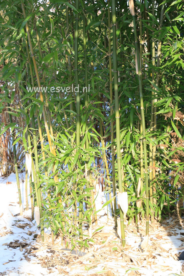 Semiarundinaria fastuosa