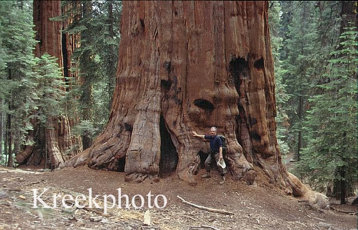 Sequoiadendron giganteum