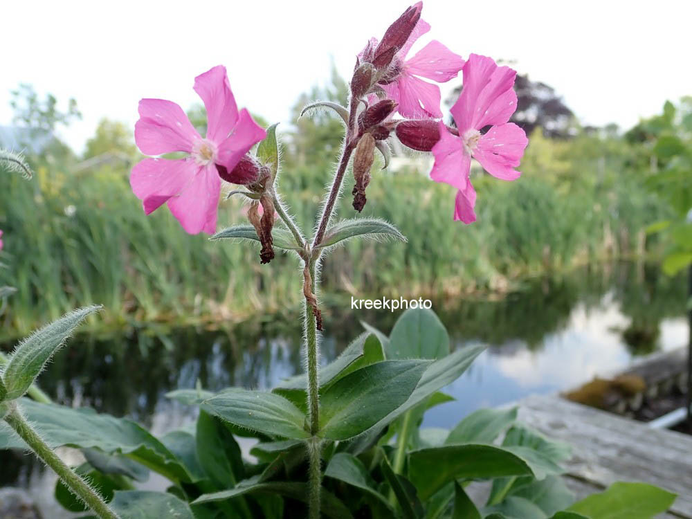 Silene rupestris 'Rollies Favorite'