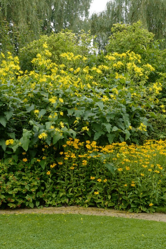 Silphium perfoliatum