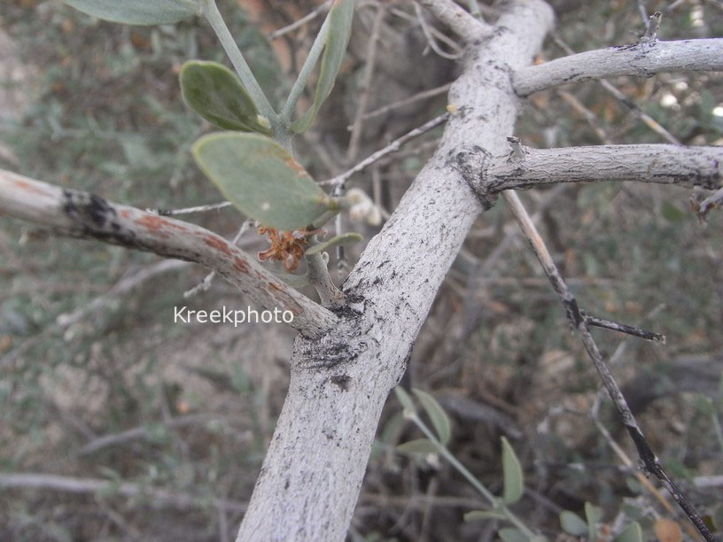 Simmondsia chinensis