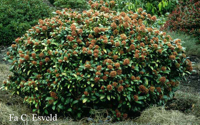 Skimmia japonica 'Emerald King'