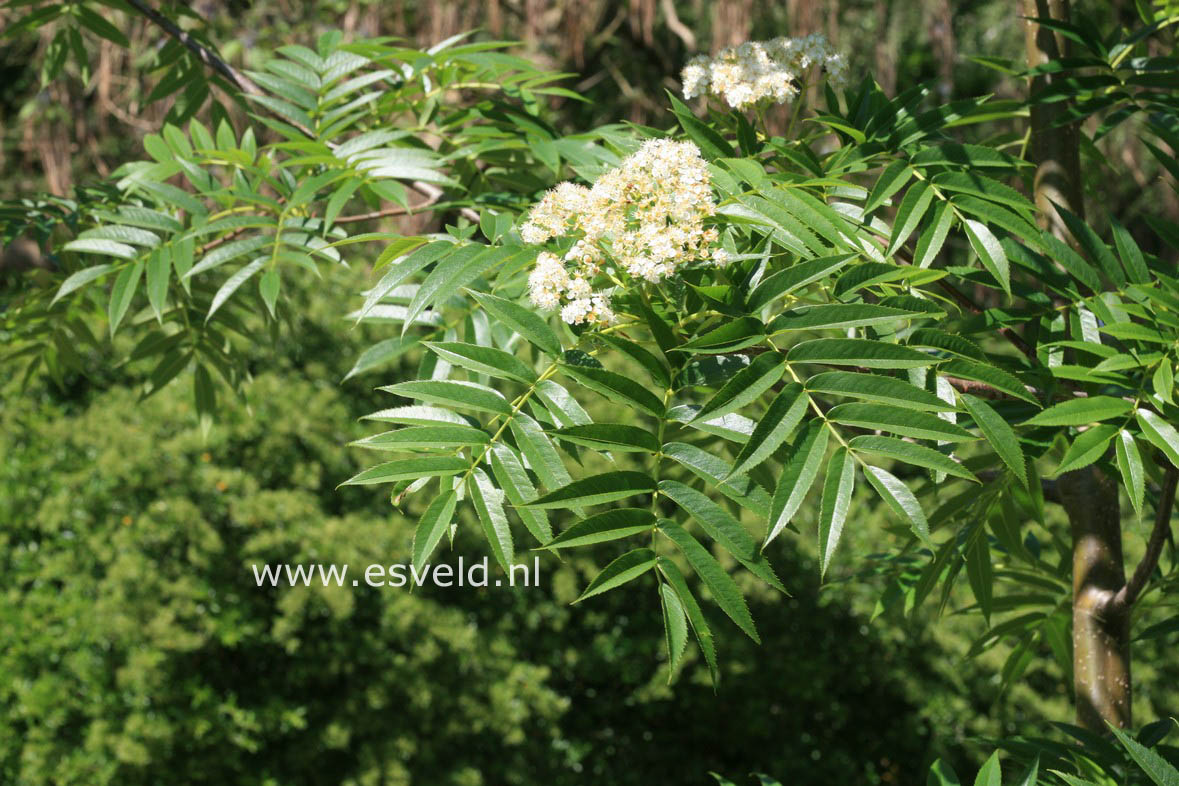 Sorbus 'Dodong'