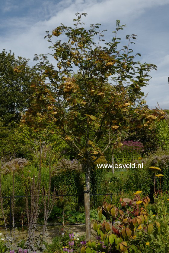 Sorbus 'Joseph Rock'