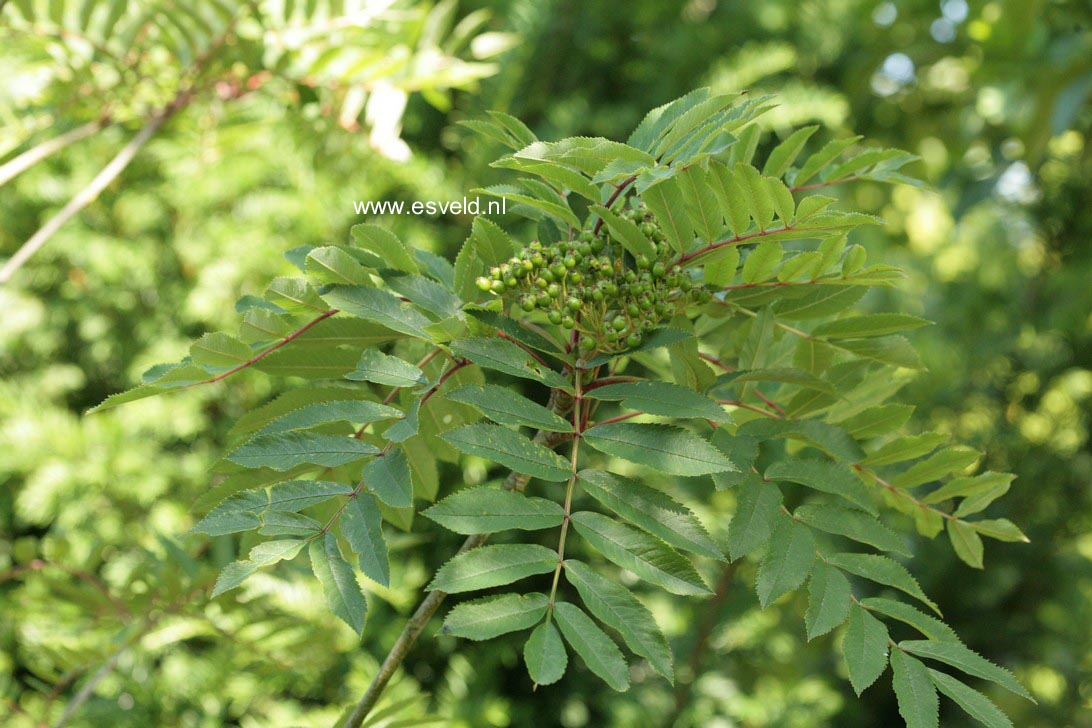 Sorbus americana