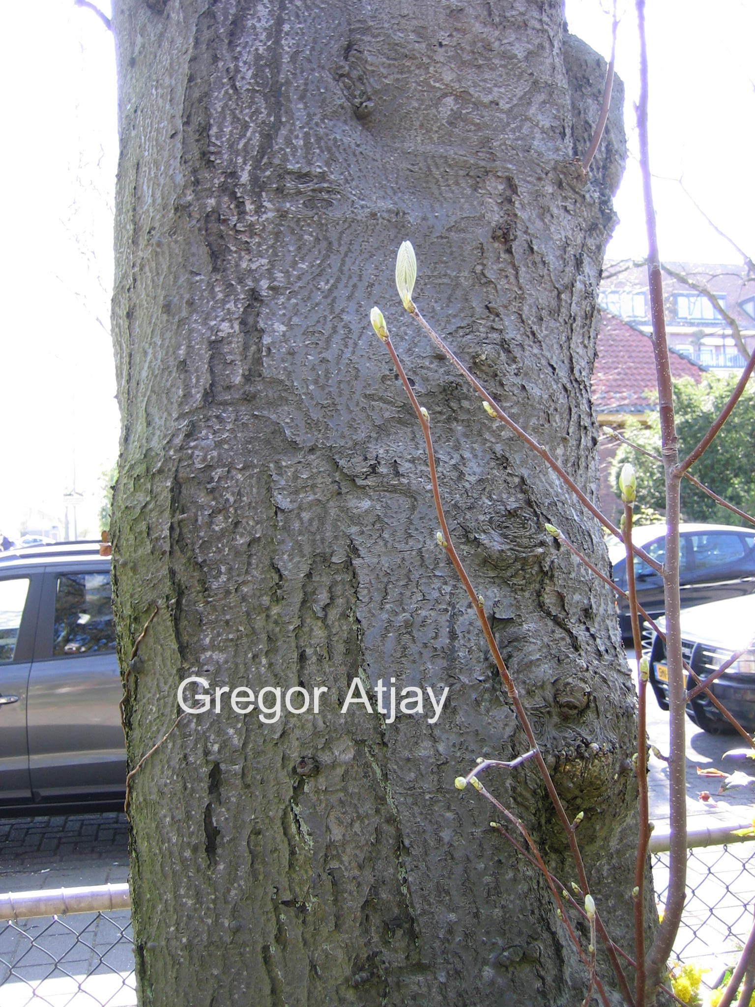 Sorbus aria 'Magnifica'