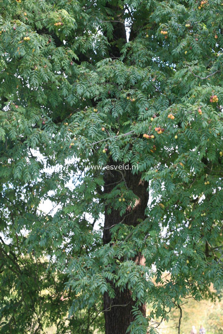Sorbus domestica