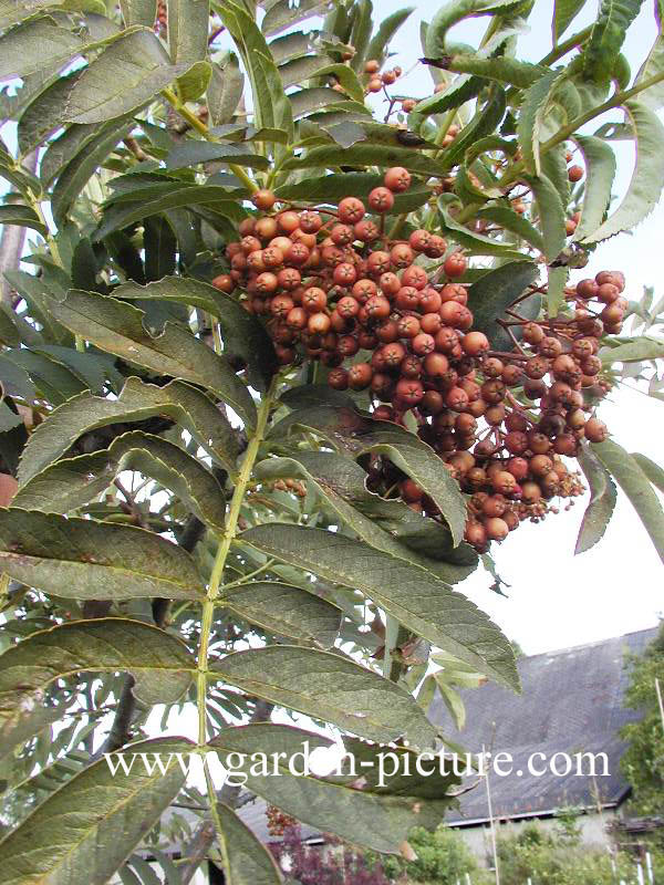 Sorbus insignis