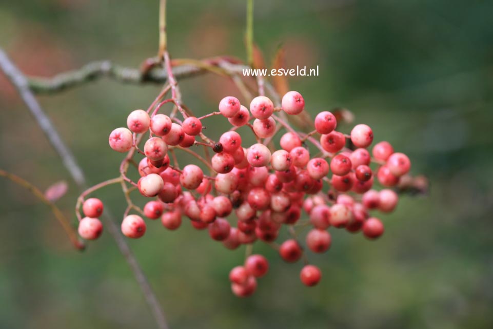 Sorbus vilmorinii