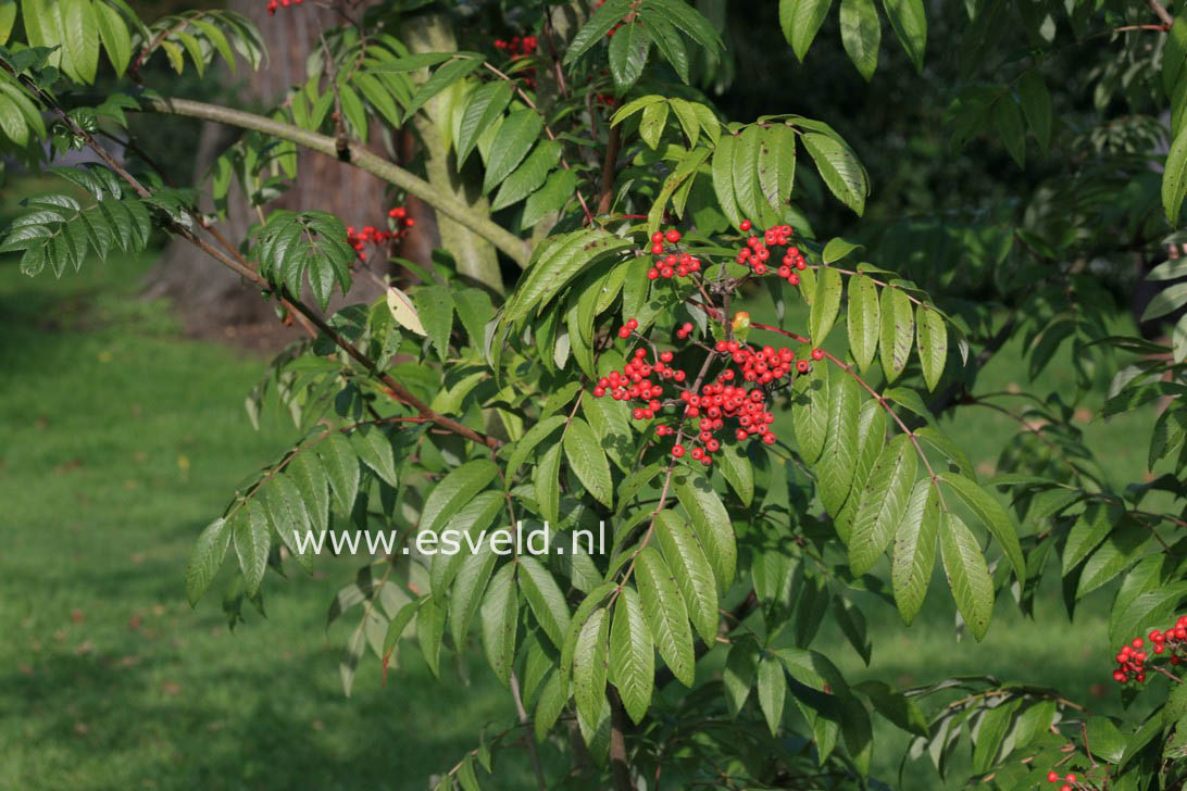 Sorbus wilsoniana