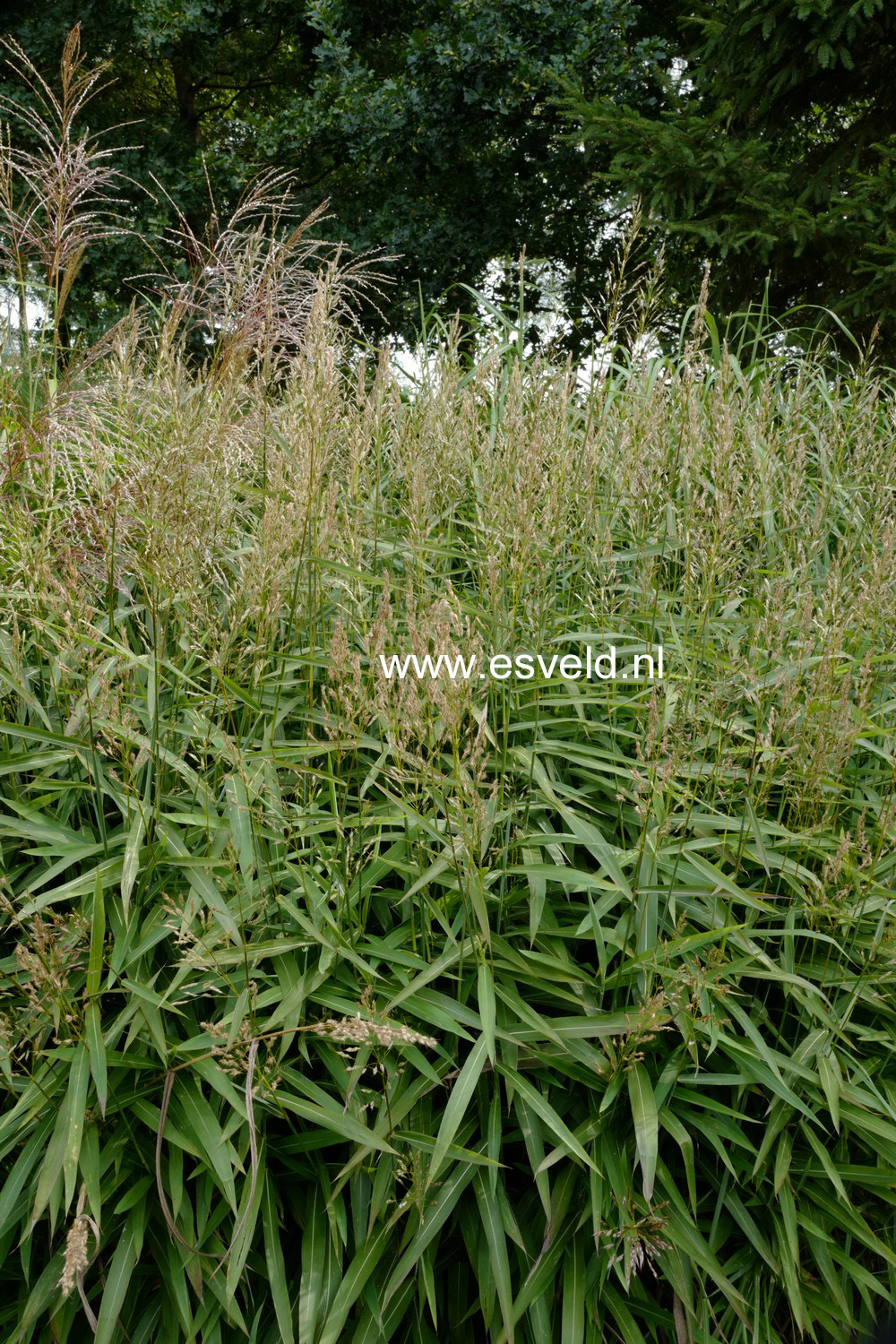 Spodiopogon sibiricus