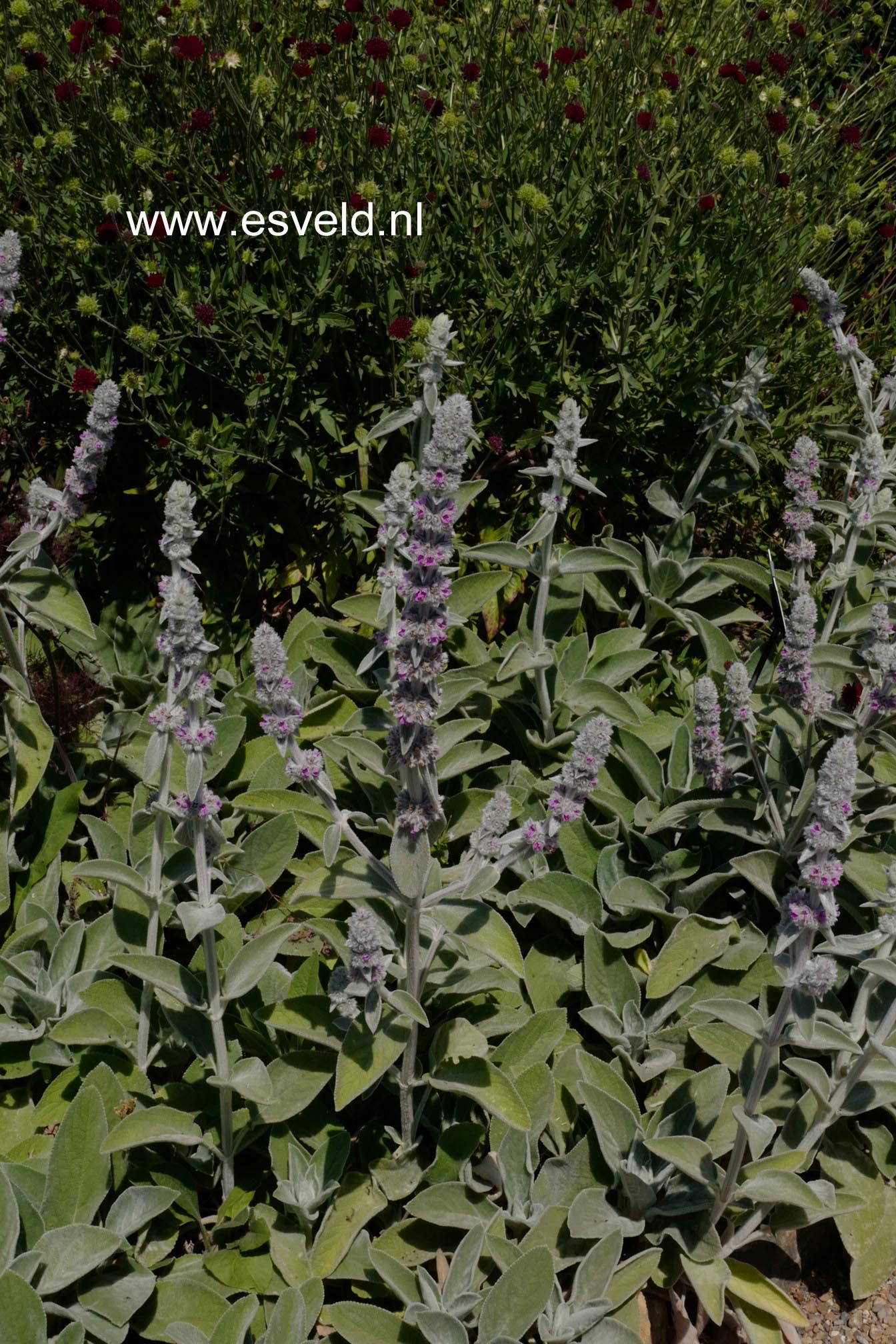 Stachys byzantina 'Big Ears'