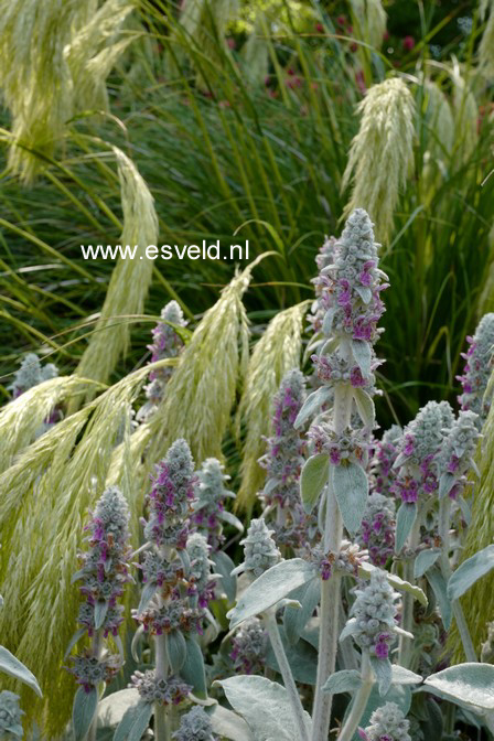 Stachys byzantina